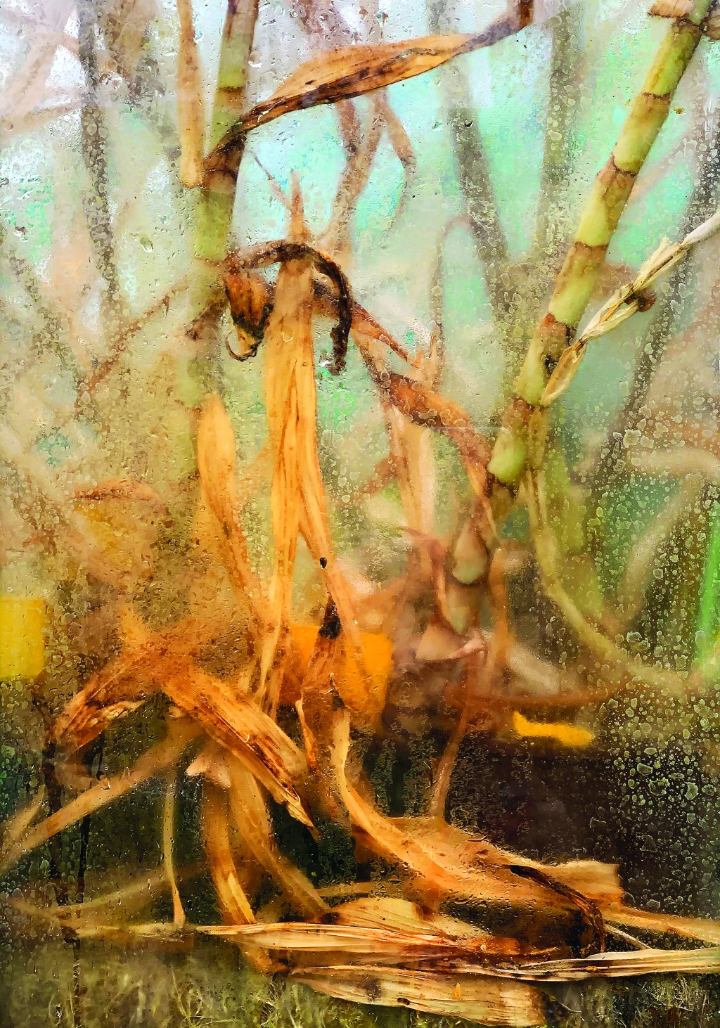 &laquo;&nbsp;Botaniques&nbsp;&raquo; – Éric&nbsp;Joux